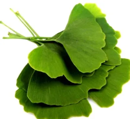 ginkgo
