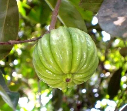 garcinia