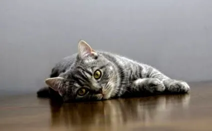 котка