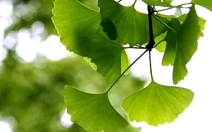 ginkgo