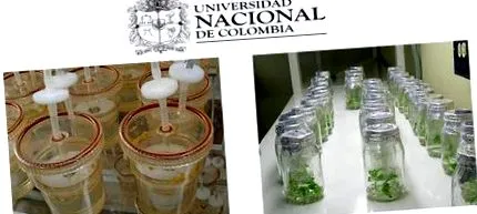 latam
