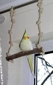 tábla