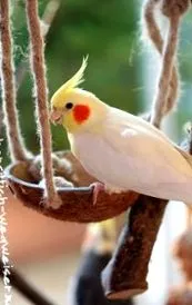 cockatiel