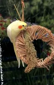 cockatiel