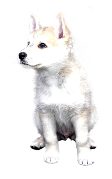 ulei