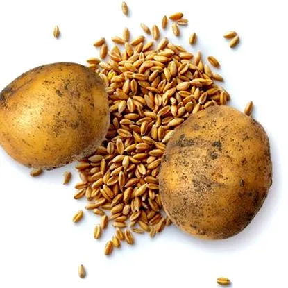 vegán étrend