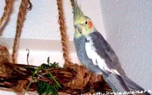 tábla