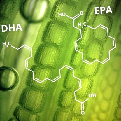 algaolajjal