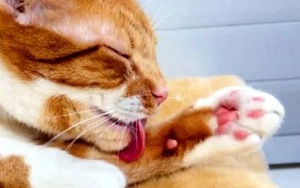 overgrooming