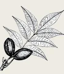 пекани