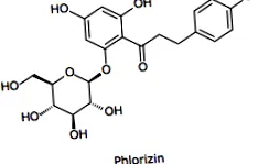 SGLT2 inhibitorok