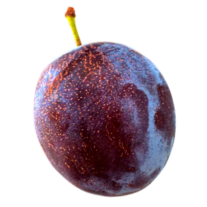 bösch