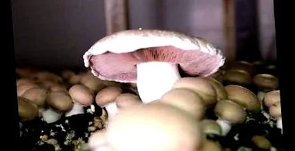 vegetáriánus