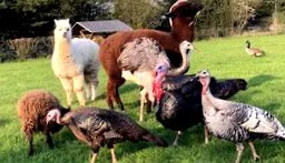 farmunk