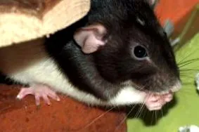 étel
