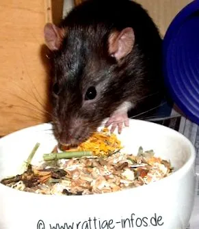 rattige