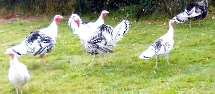 farmunk