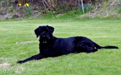 schnauzer