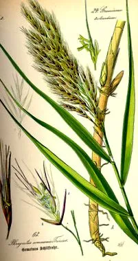 használat Phragmites australis