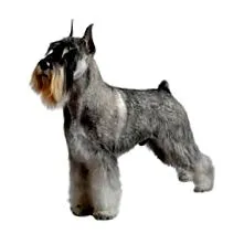 schnauzer