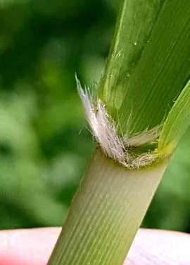 gyűjtő Phragmites australis