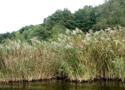 gyűjtő használat