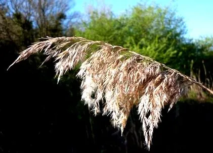 Phragmites australis Phragmites australis