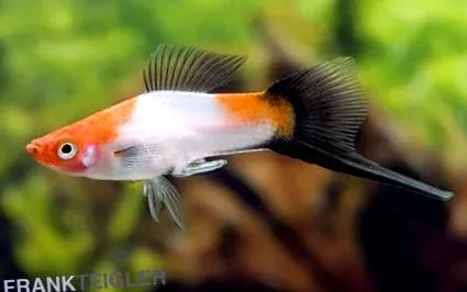 xiphophorus