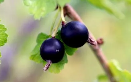 negre