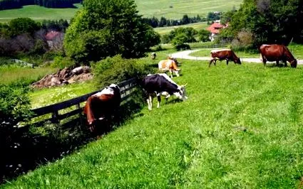 dél-tiroli dél-tiroli