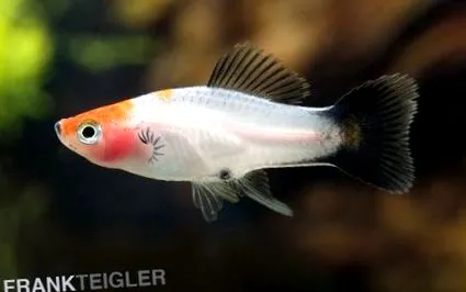 helleri