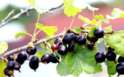 negre