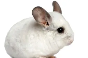 csincsilla által