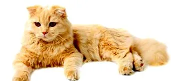 amit