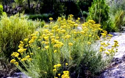 helichrysum