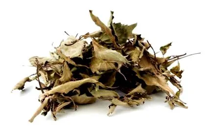 ortosifón