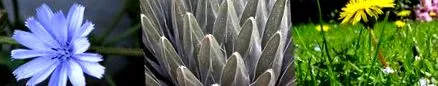 inulin