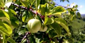 shareplumaktiv