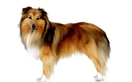 sheepdog