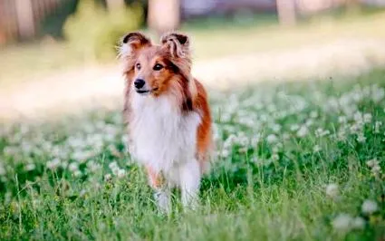 sheepdog