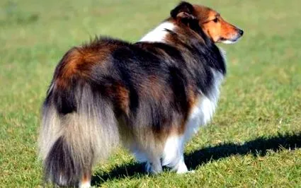 sheepdog