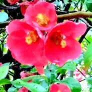 кнедли