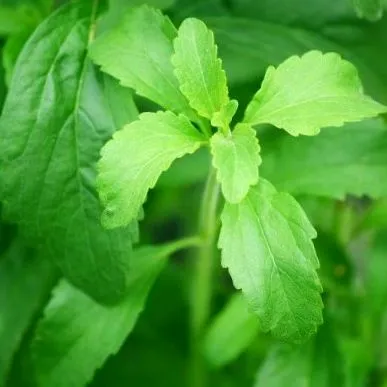 stevia