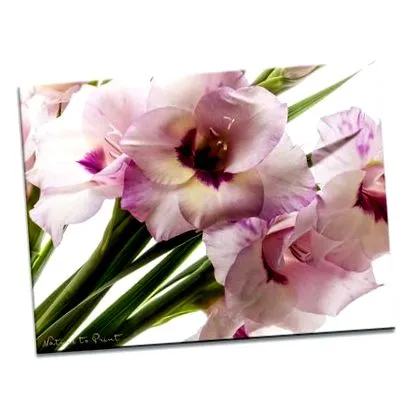 becurile gladiole