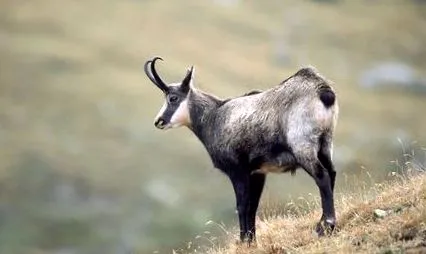 muflon profil