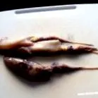 calamari
