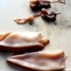 calamari