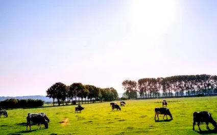 boluri