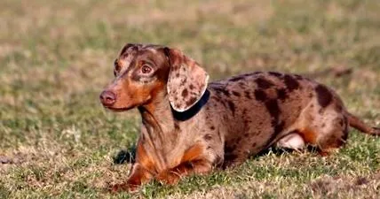 dachshunds