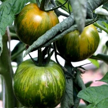 farmerwiki